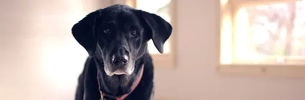 elderly dog