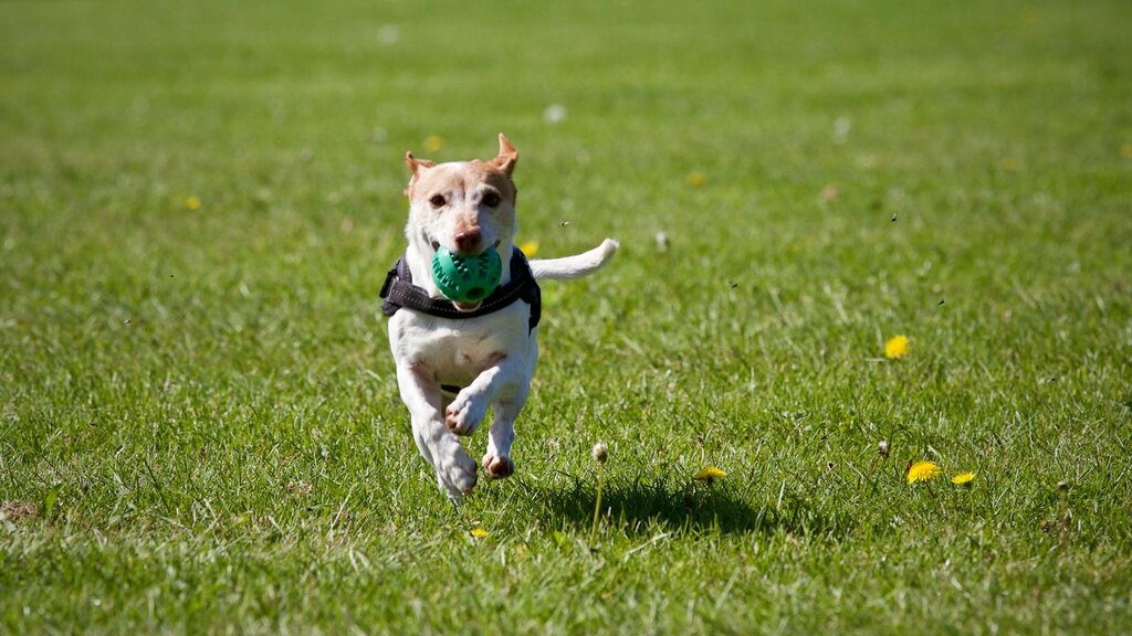 jack russell terrier holding treat ball in mouth, wearing harness, running along grass