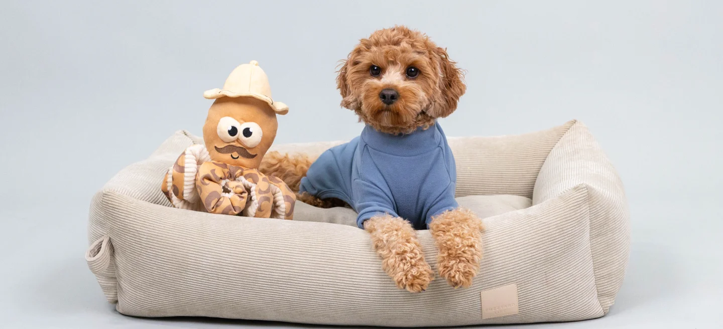 cavoodle wearing a jumper, sitting on bed next to octopus toy