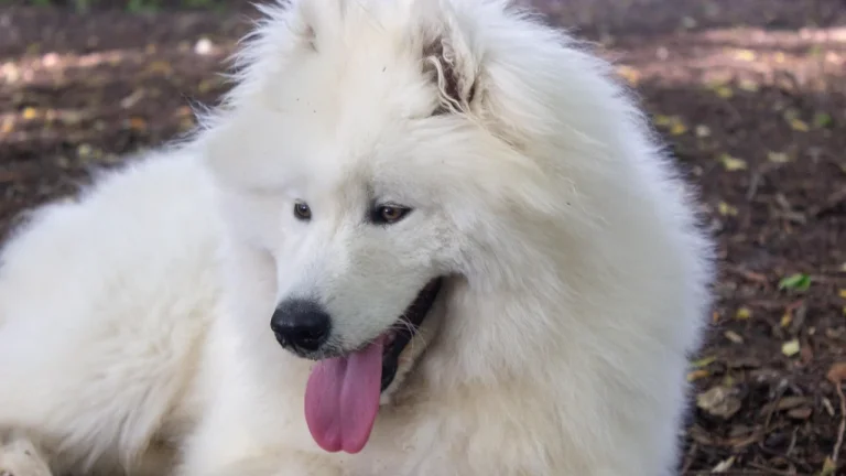 samoyed lying down outdoors