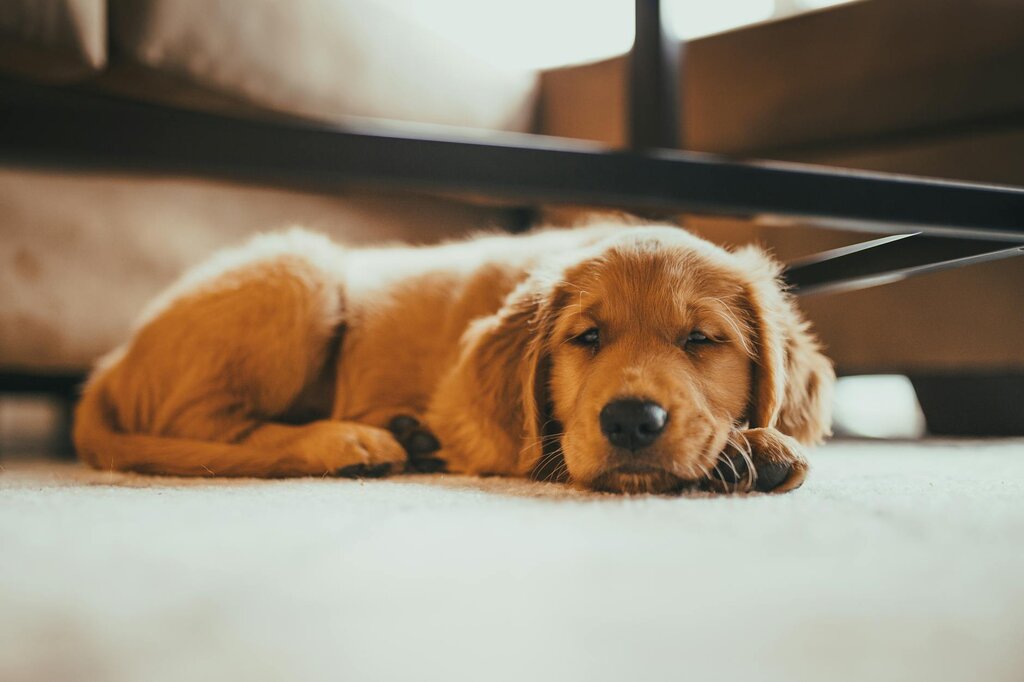 golden retriever puppy lying on floor