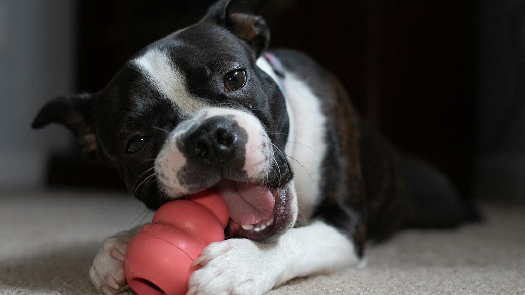 boston terrier chewing on classic kong