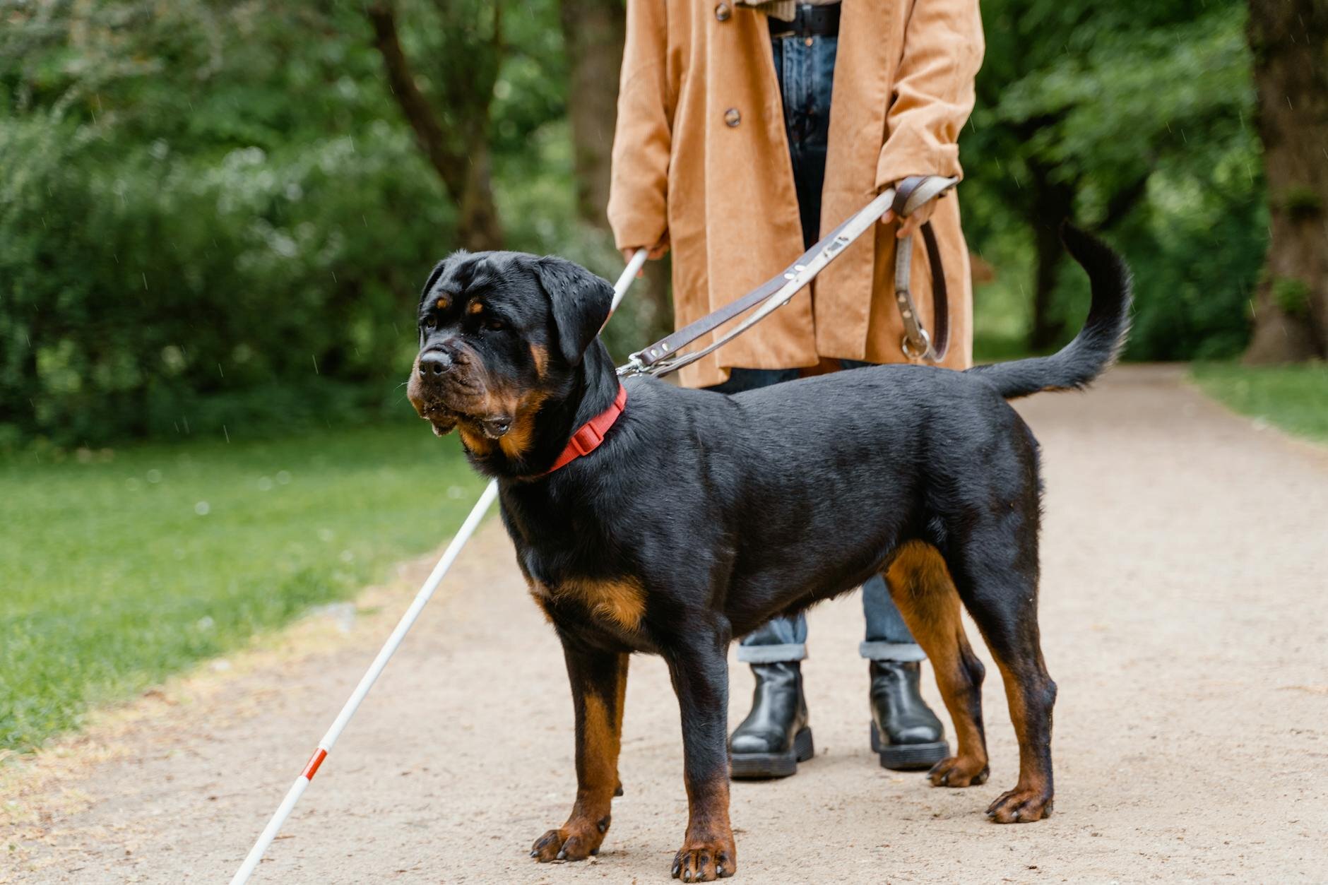 Rottie on a walk on the lead