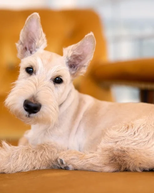 wheaten scottish terrier lying on sofa