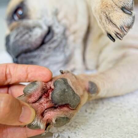 image of red and inflammed dog paw