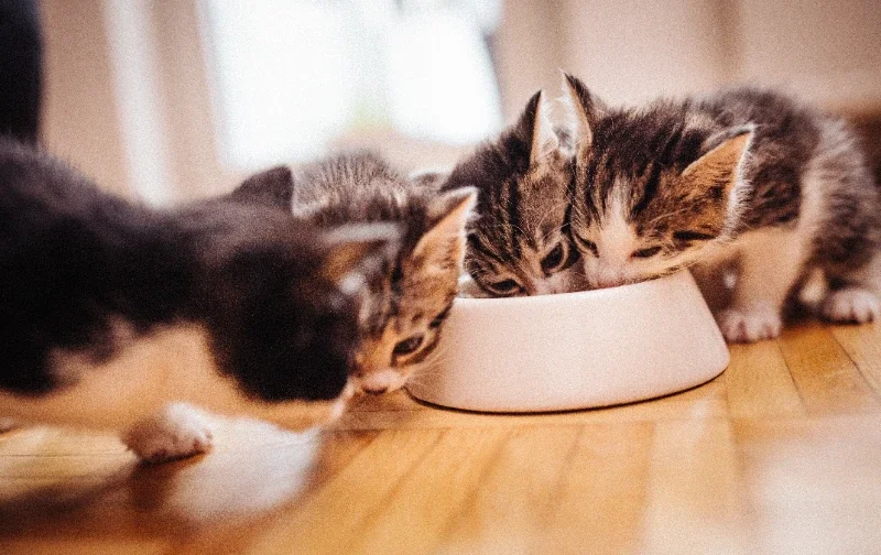 kittens eating from white bowl