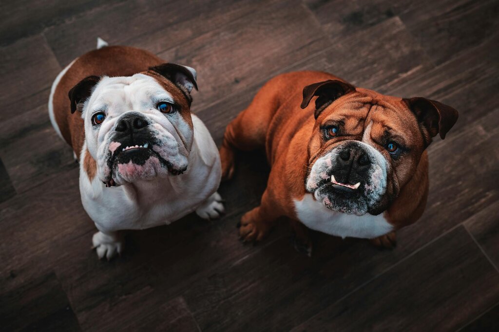 two bulldogs looking up at the camera