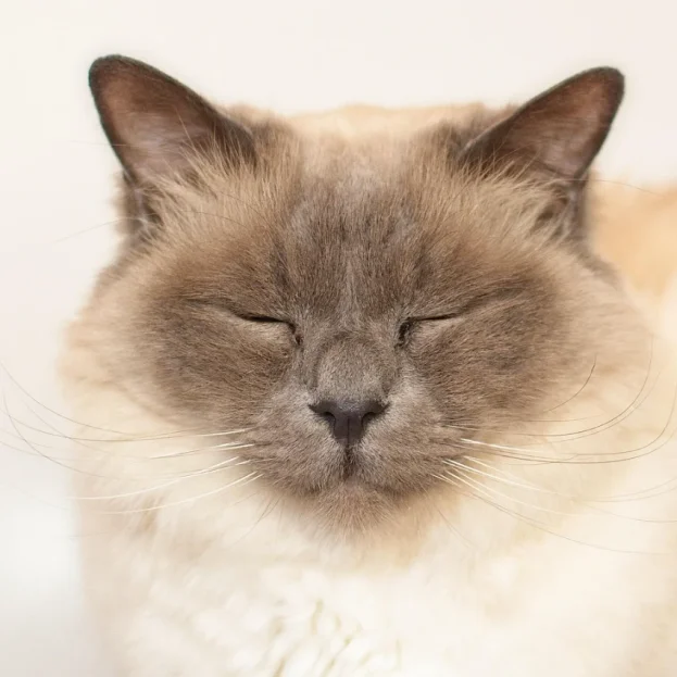 birman cat resting