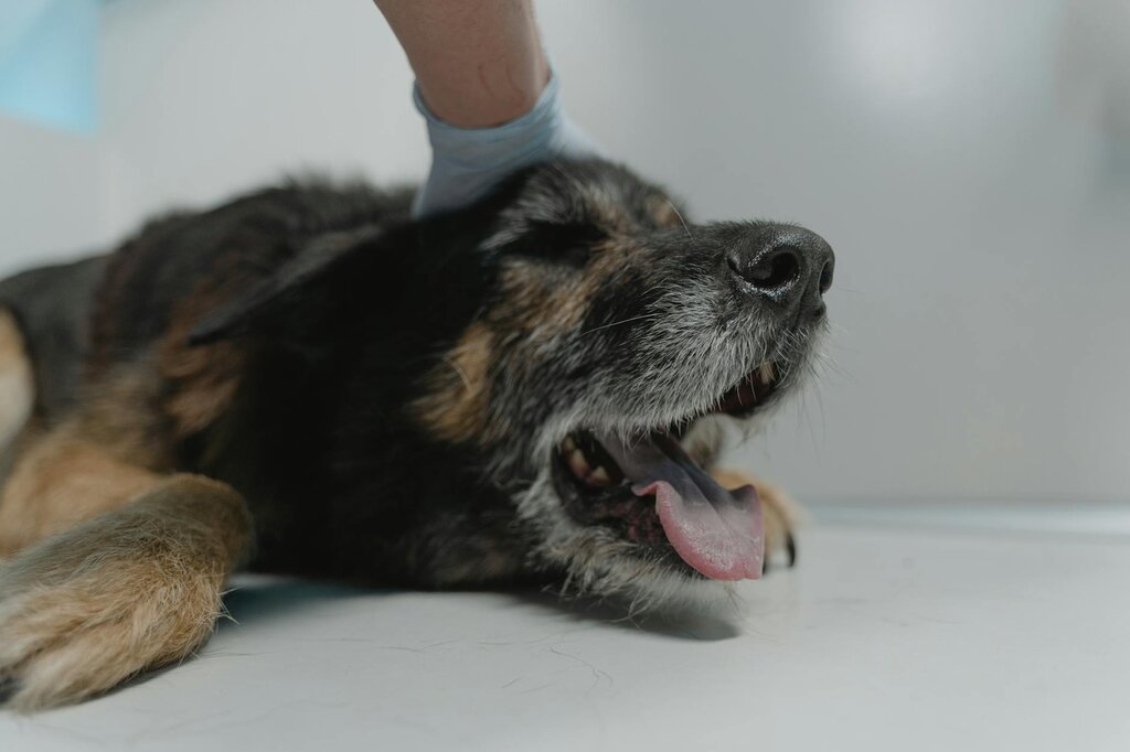 dog laying on veterinary examination table panting heavily