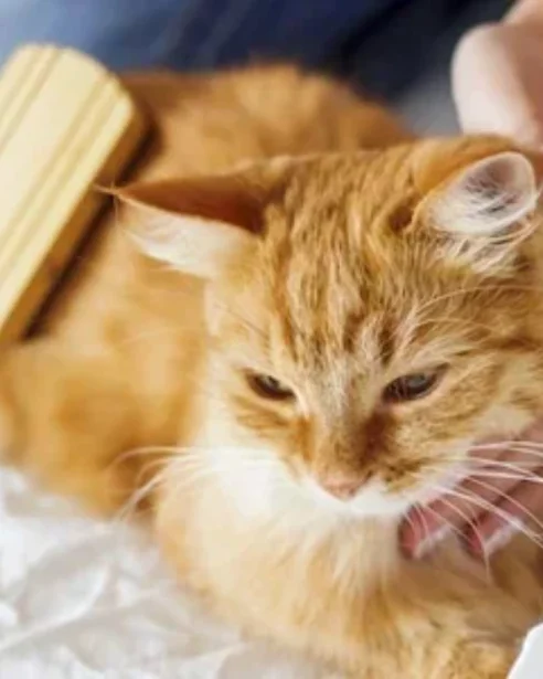 ginger cat being groomed