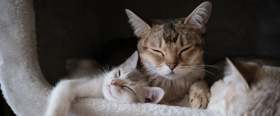2 cats relaxing on bed
