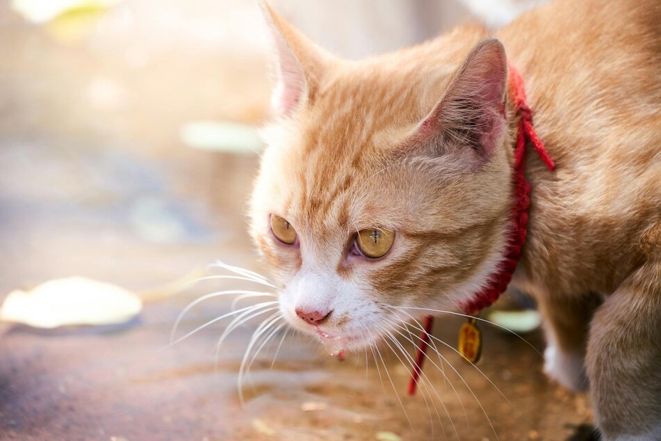 cat drooling