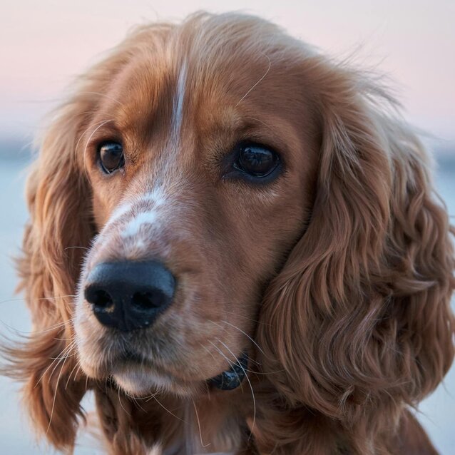 cocker spaniel