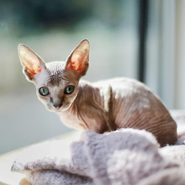sphynx kitten sitting in sun by window