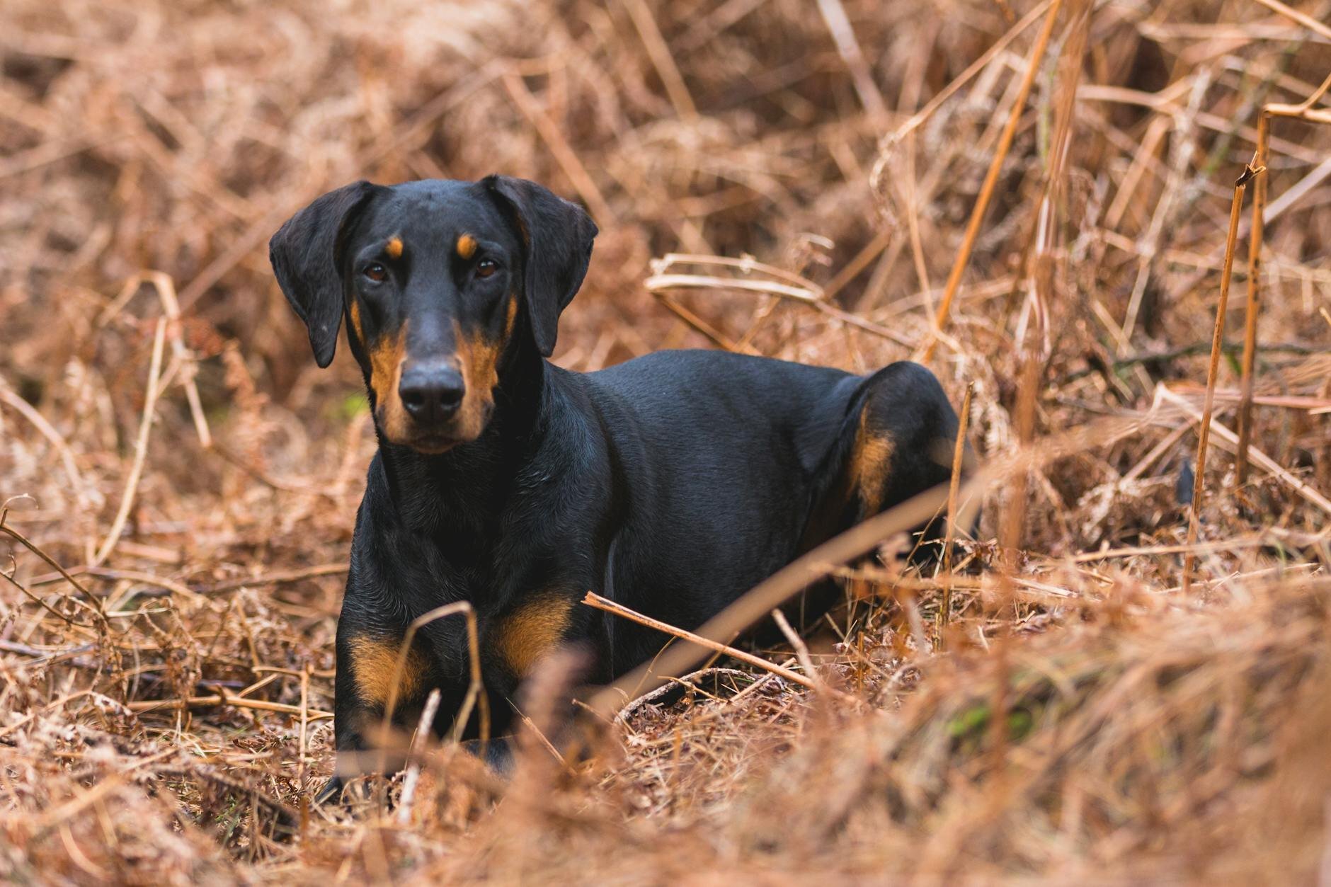doberman dog lying in field of brown grass