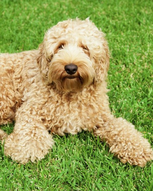 labradoodle lying on grass
