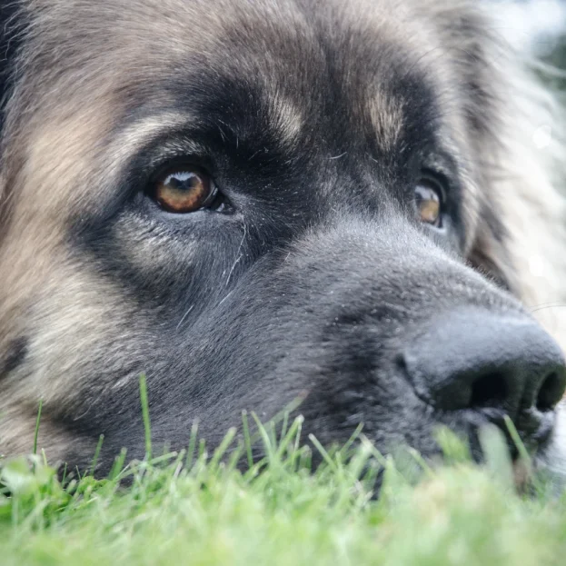 close up of a leonberger dog lying in the grass looking off to the distance