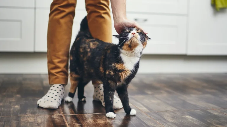Tortie cat in kitchen being patted
