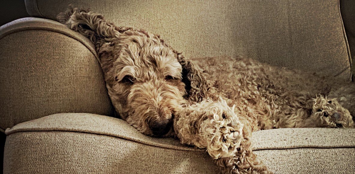 labradoodle lying on sofa
