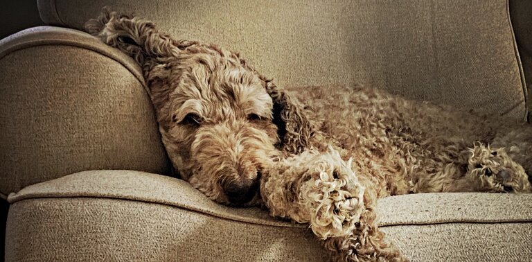 labradoodle resting on sofa