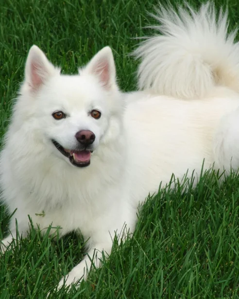 japanese spitz lying in grass