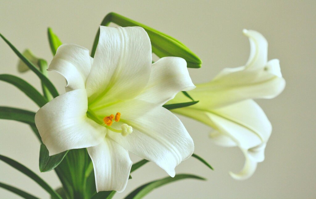white easter lilies
