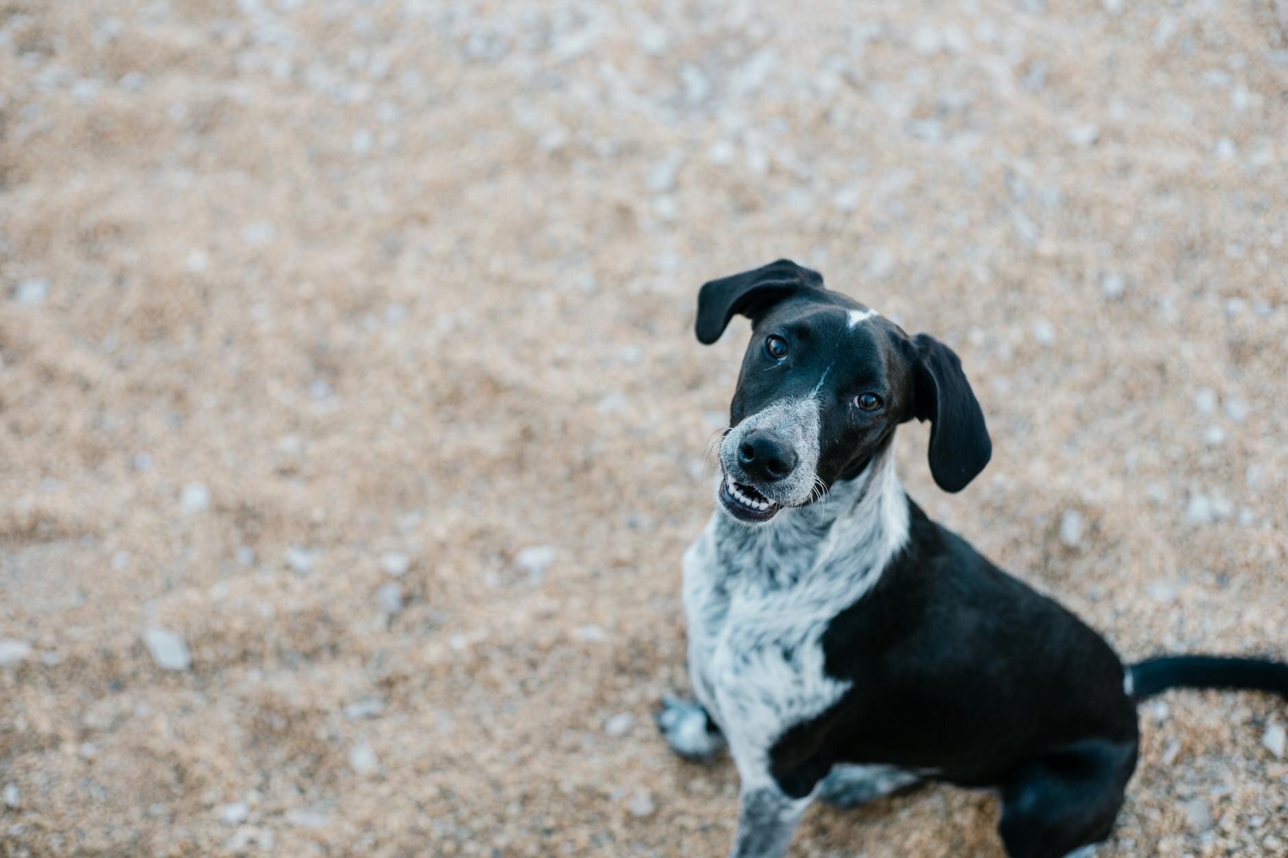 Black and white mixed breed dog "smiling" with mouth open