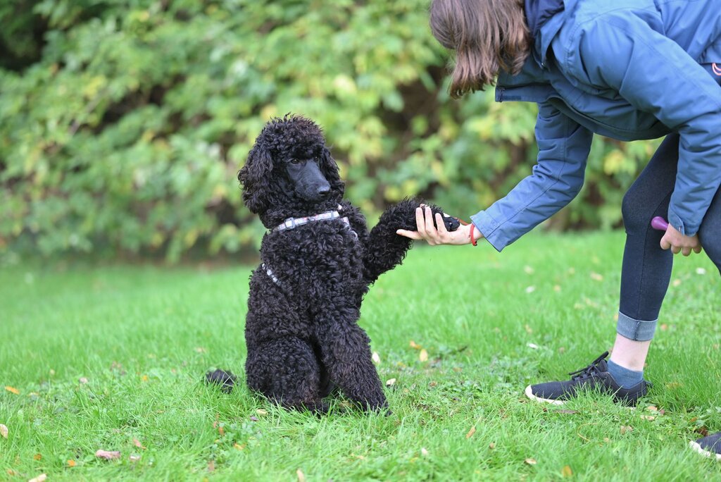 poodle being trained to shake