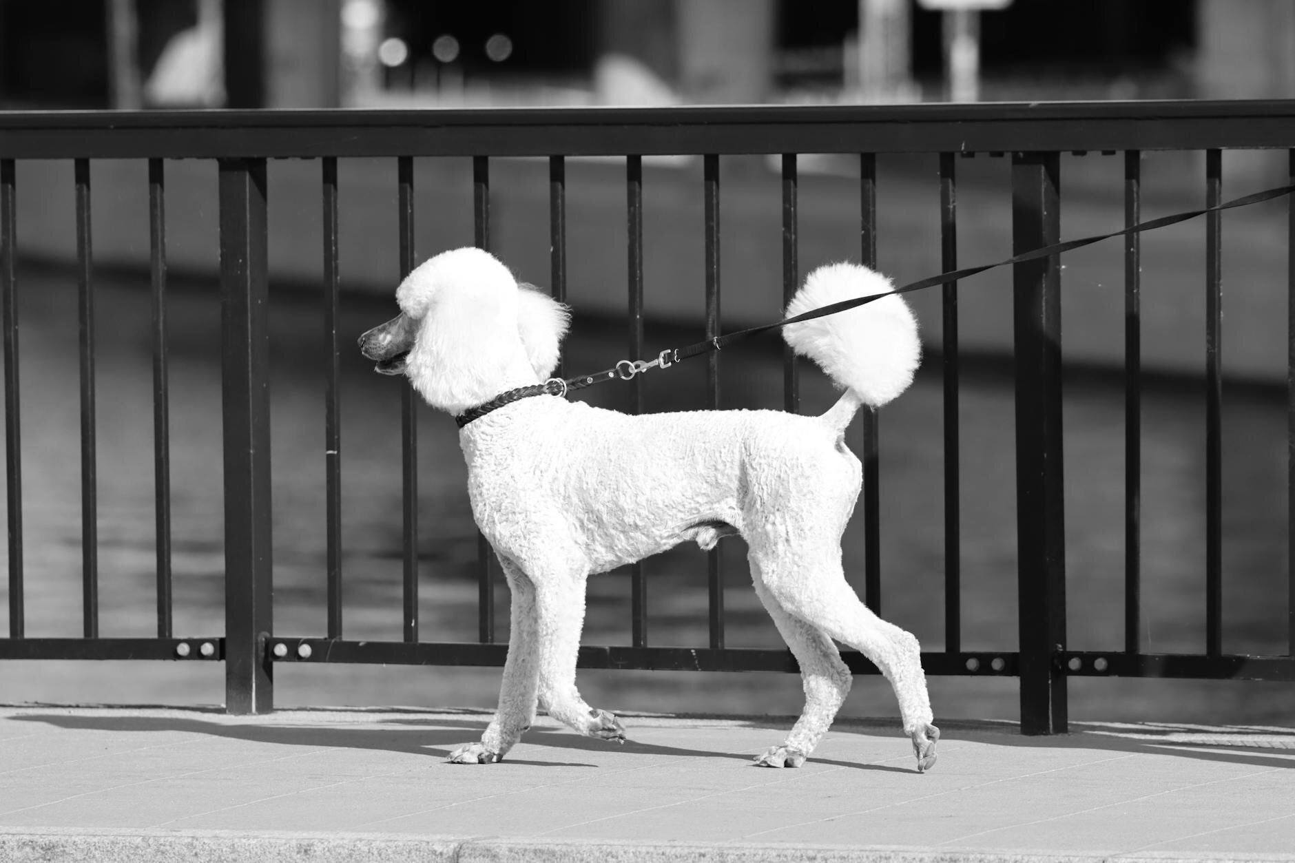standard white poodle walking with black collar and lead
