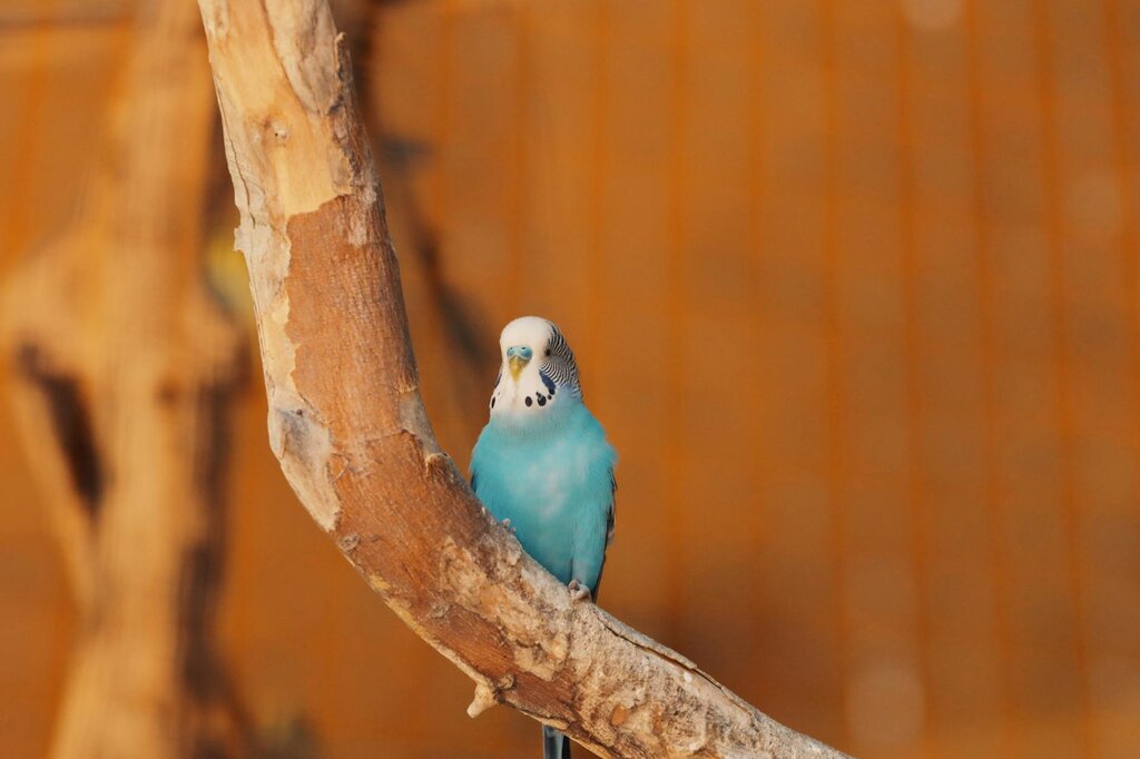 budgie on branch