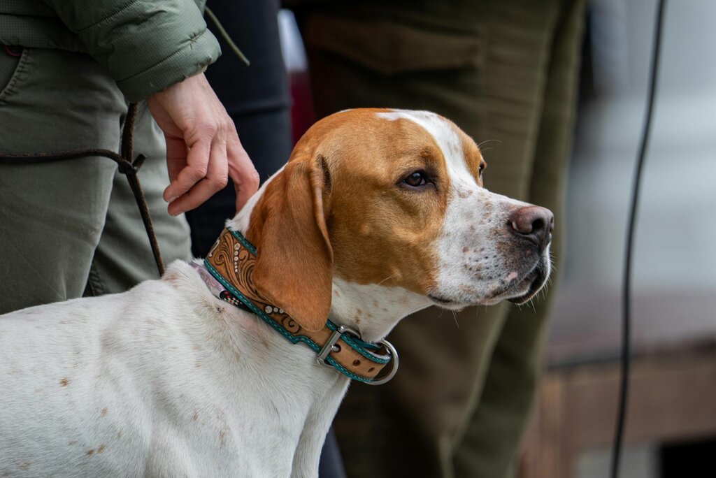 dog being held by collar