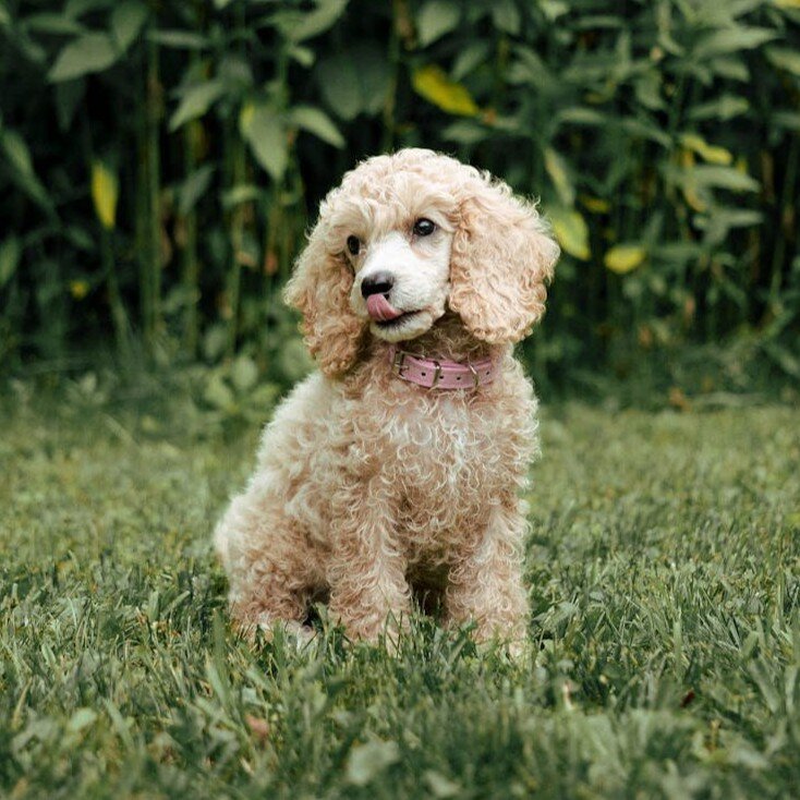 cream poodle sitting with tongue out licking nose