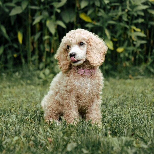 cream poodle sitting with tongue out licking nose