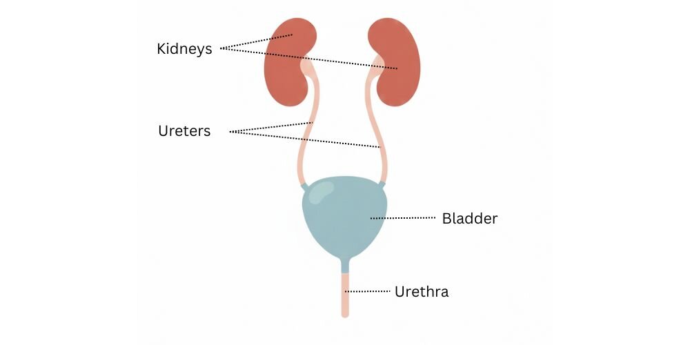 canine urinary system