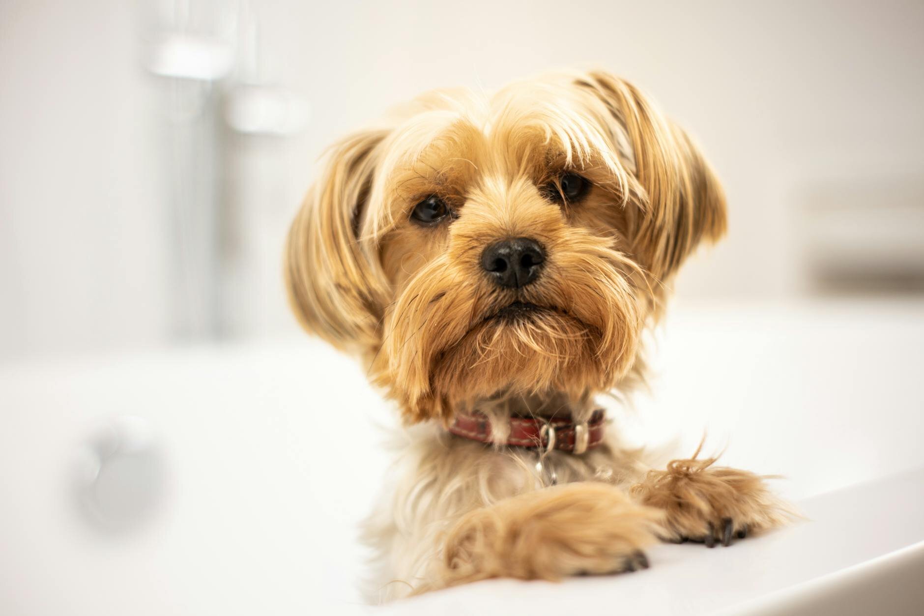 cute dog looking out of bath