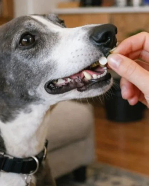 greyhound taking tablet