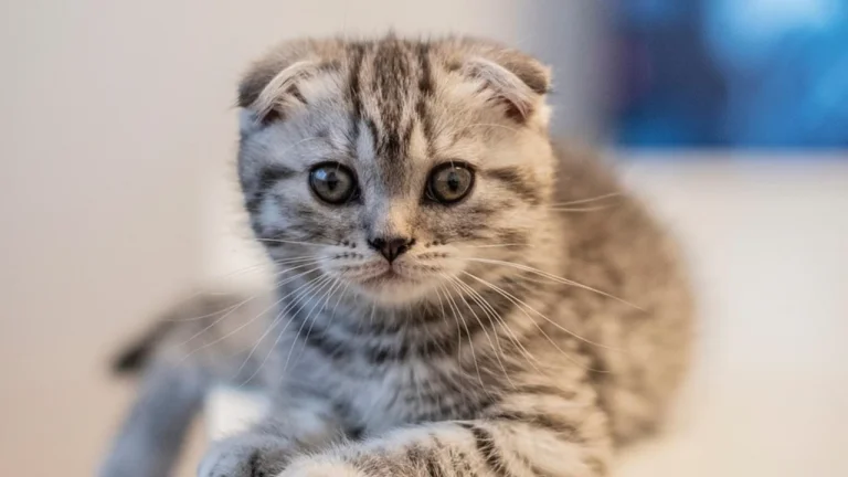 scottish fold kitten lying on bench