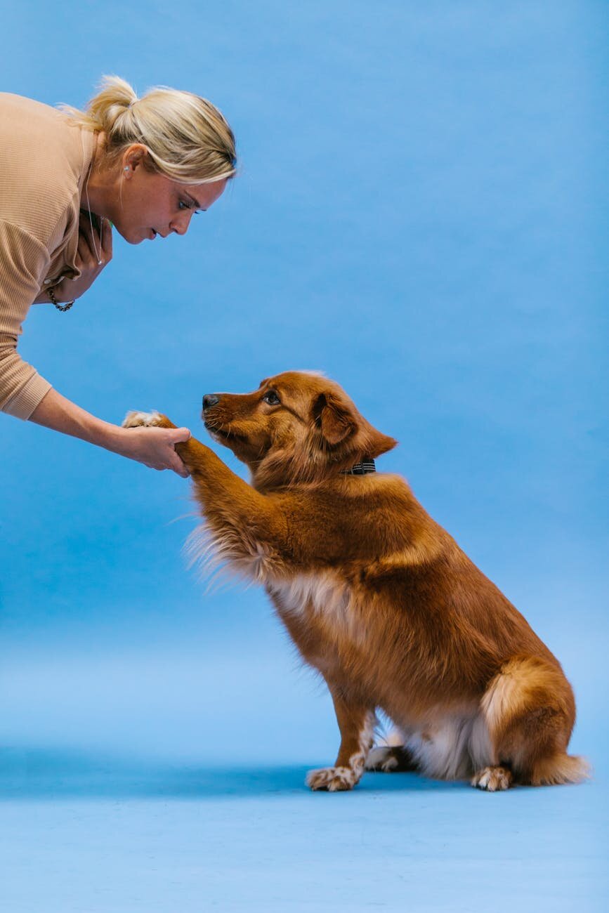 brown dog with paw outstretched into human's hand