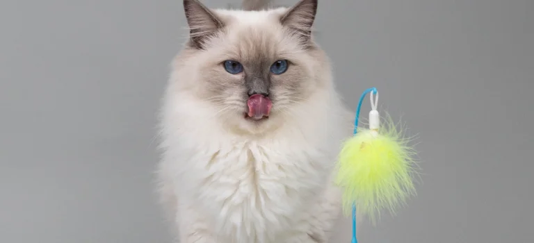 ragdoll cat playing with a toy