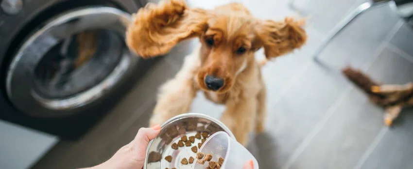 cocker spaniel jumping up for food