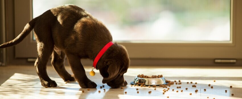 puppy eating dry food off floor
