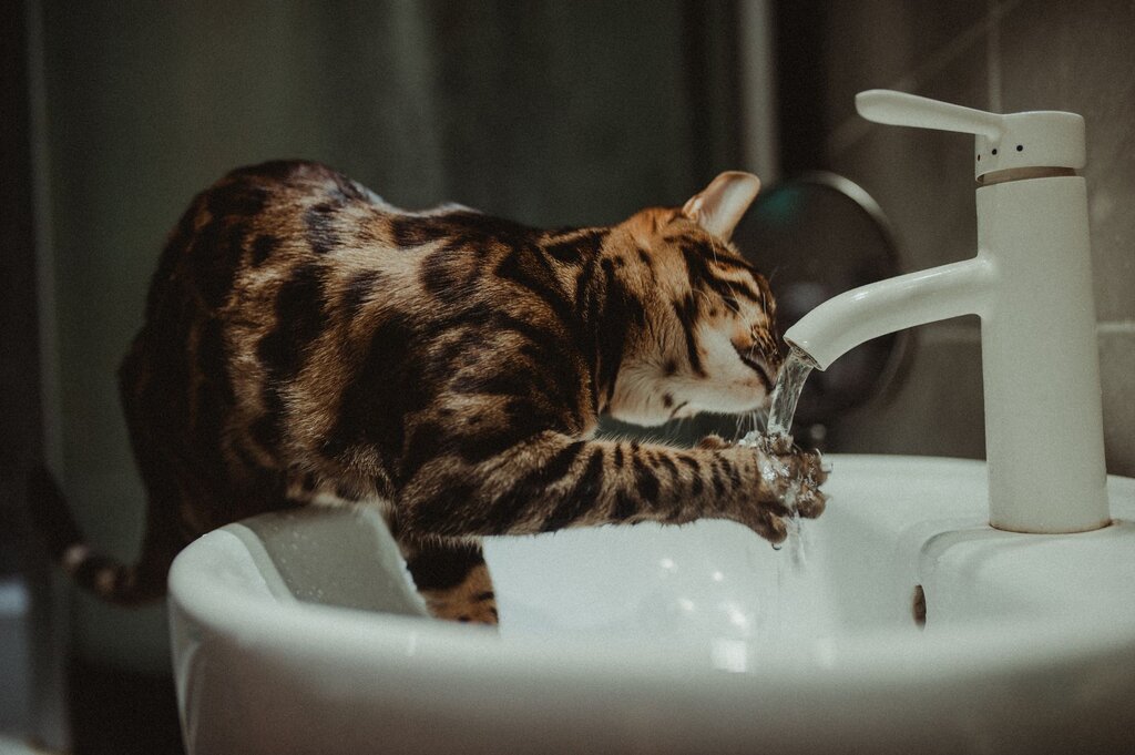 cat drinking from running tap