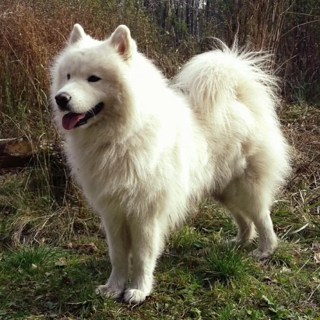 samoyed standing outdoors