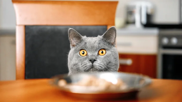 british shorthair looking at bowl of food