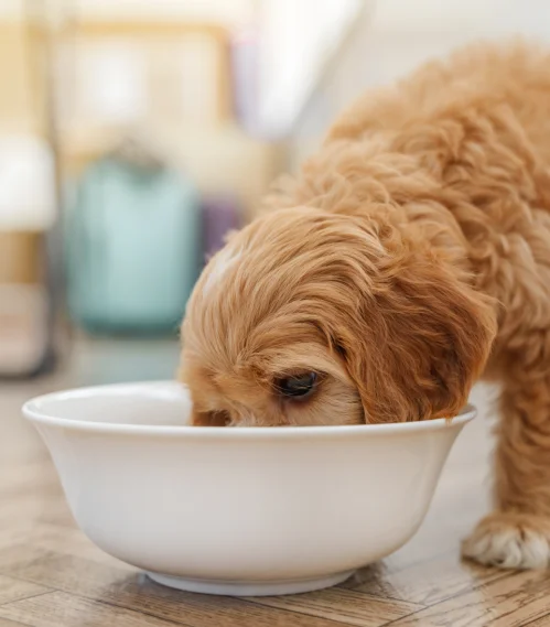 cavoodle eating from a bowl