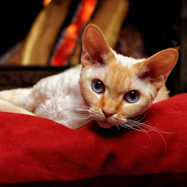 devon rex resting on red bed
