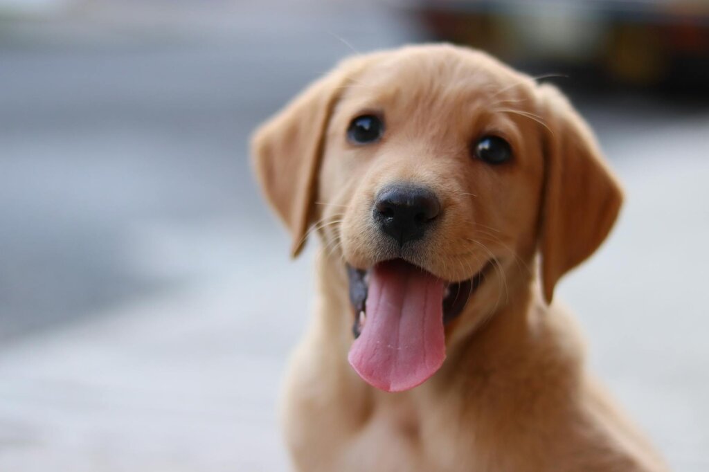 close up of healthy puppy panting
