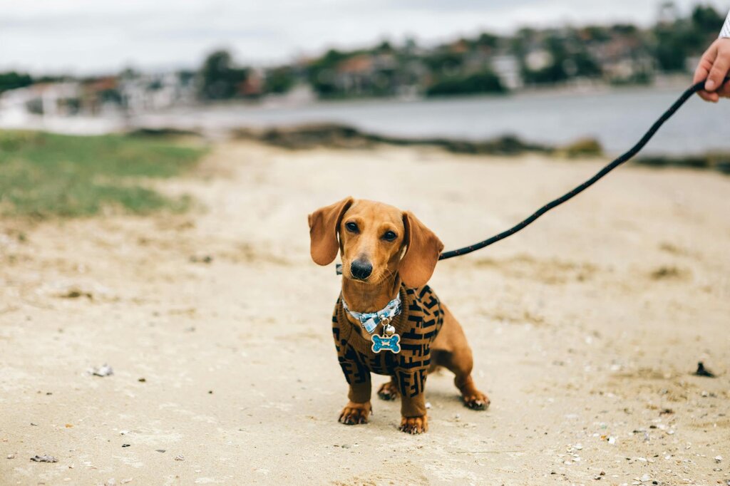 dachshund puppy wearing jumper going for a walk on collar and lead