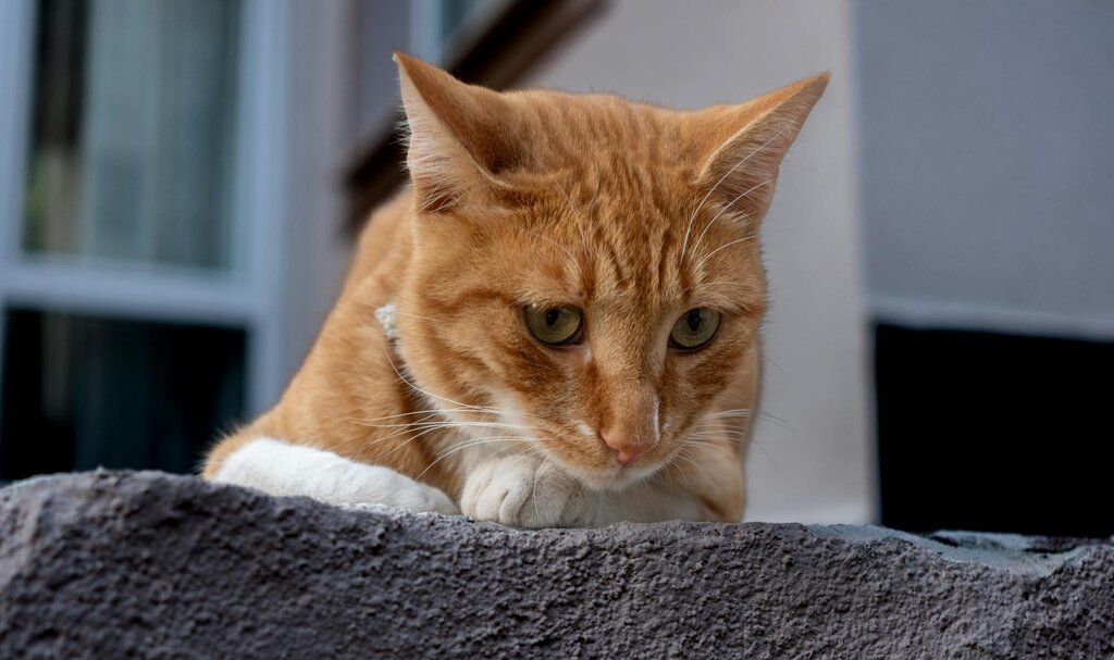 ginger cat resting on rock
