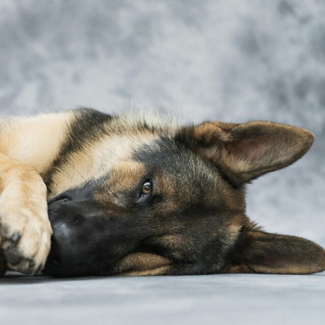 german shepherd lying on side